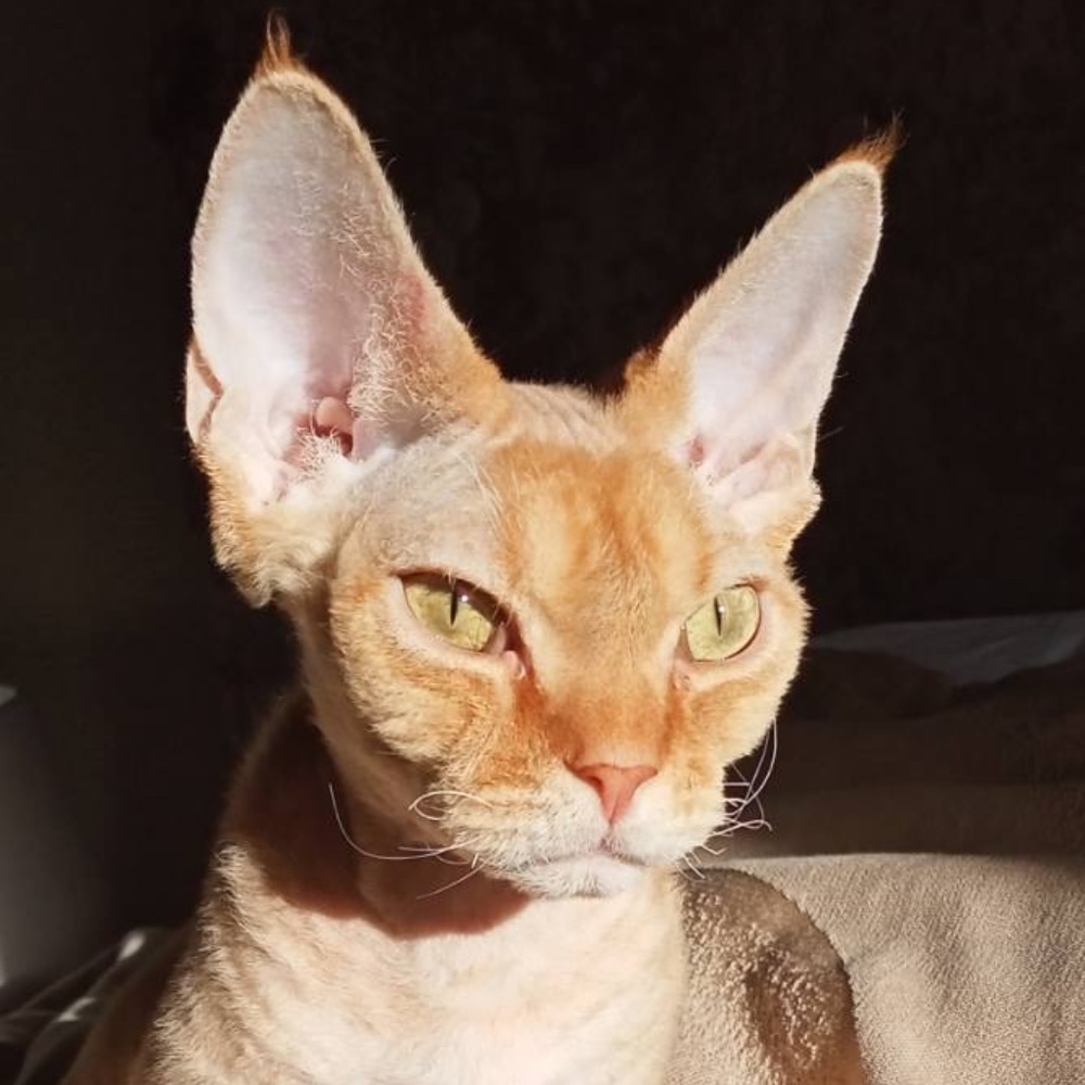 Meet your Posher, Olga